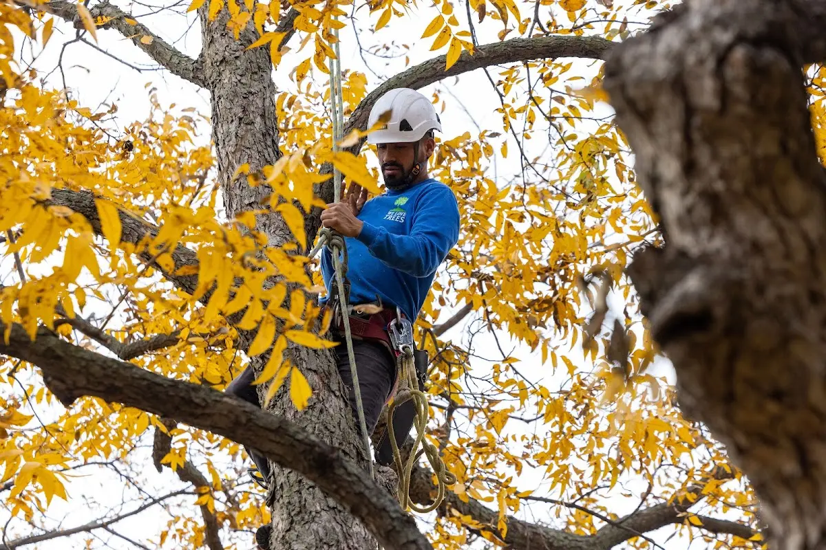 Skilled Tree Pruning crew working in Rockville